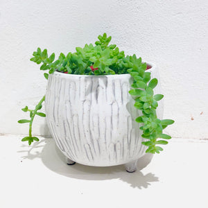 Sedum morganianum - “Donkeys Tail”