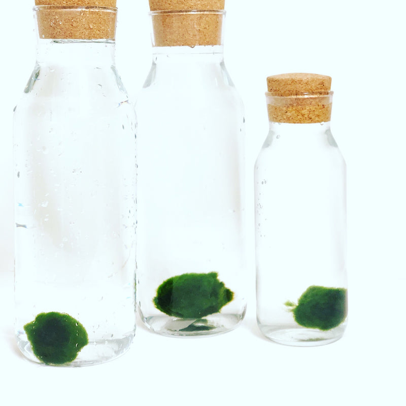 Marimo Moss Ball - Large