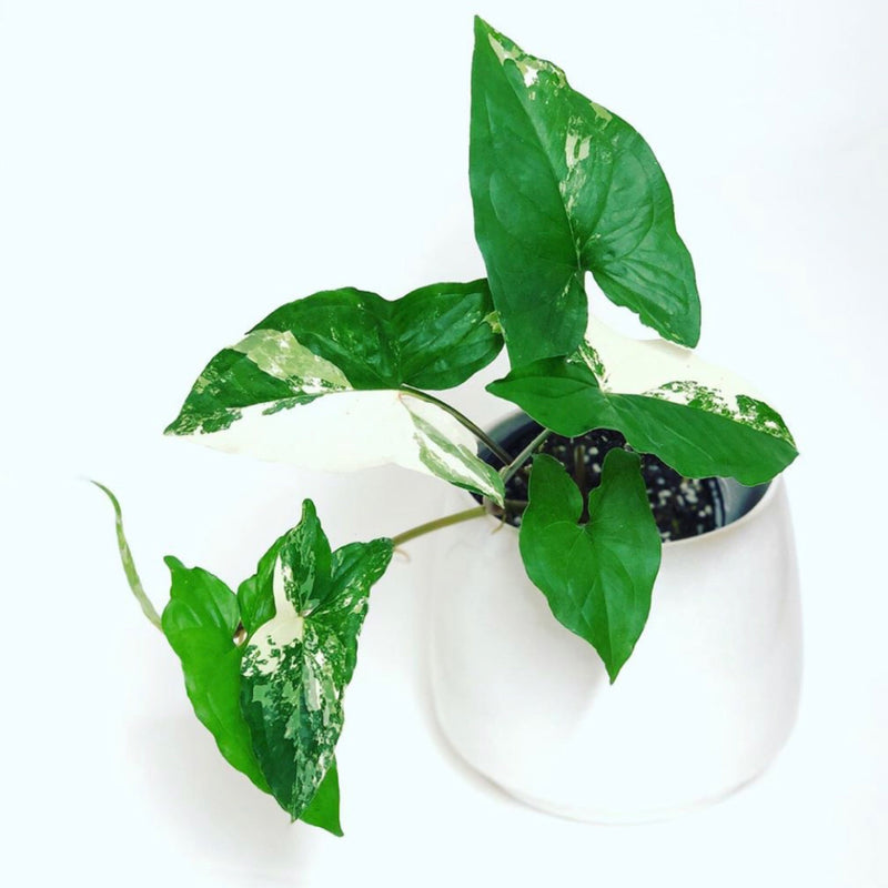 Syngonium ‘White Fantasy’
