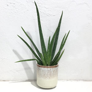 Aloe vera