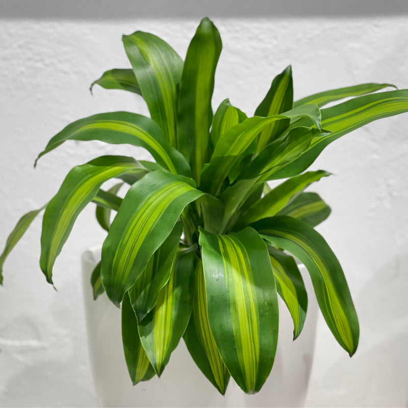 Dracaena fragrans ‘Massangeana’