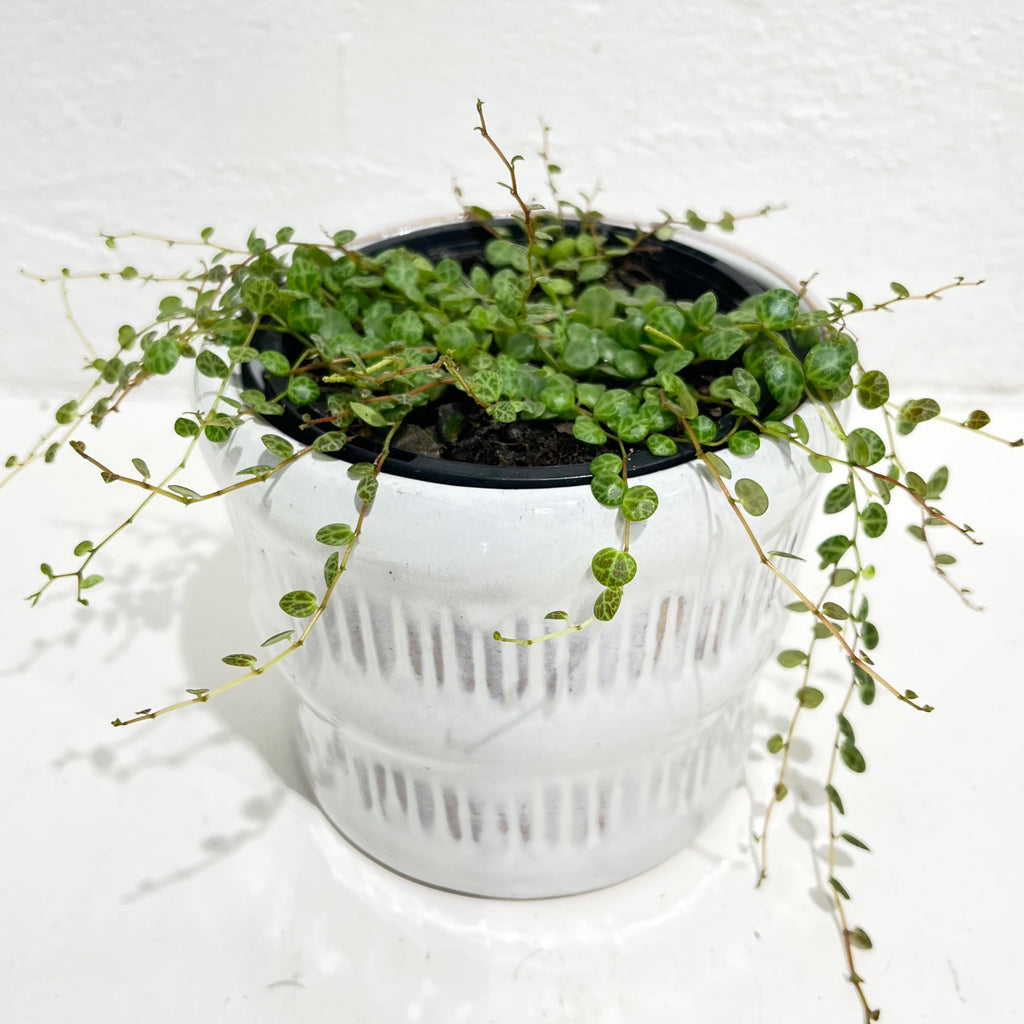 Peperomia prostrata - String of Turtles