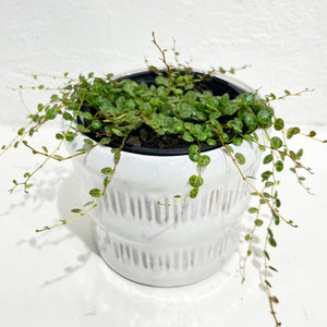Peperomia prostrata - String of Turtles