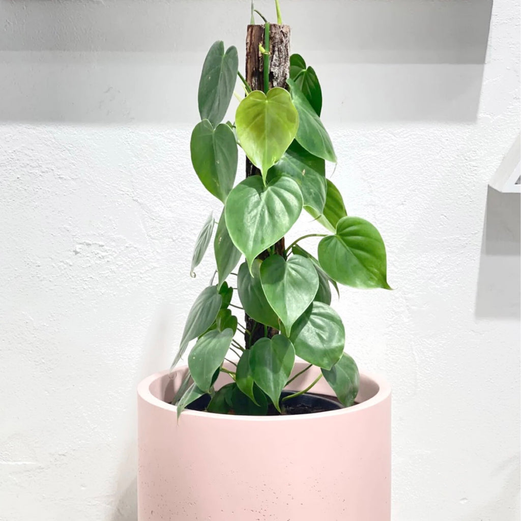 Philodendron cordatum totem