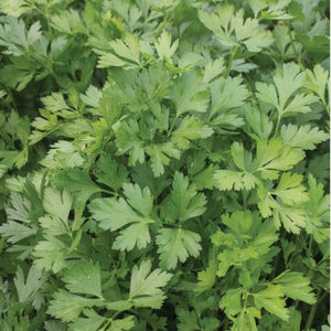 Herb Seeds - Italian Parsley