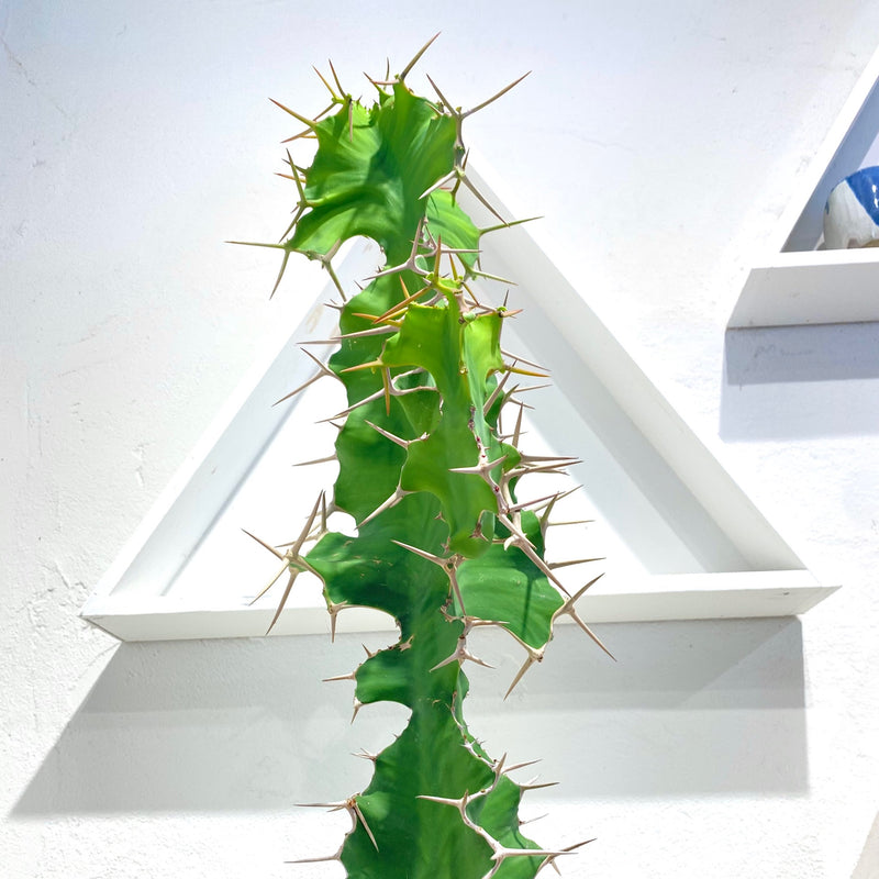 Euphorbia Grandicornis
