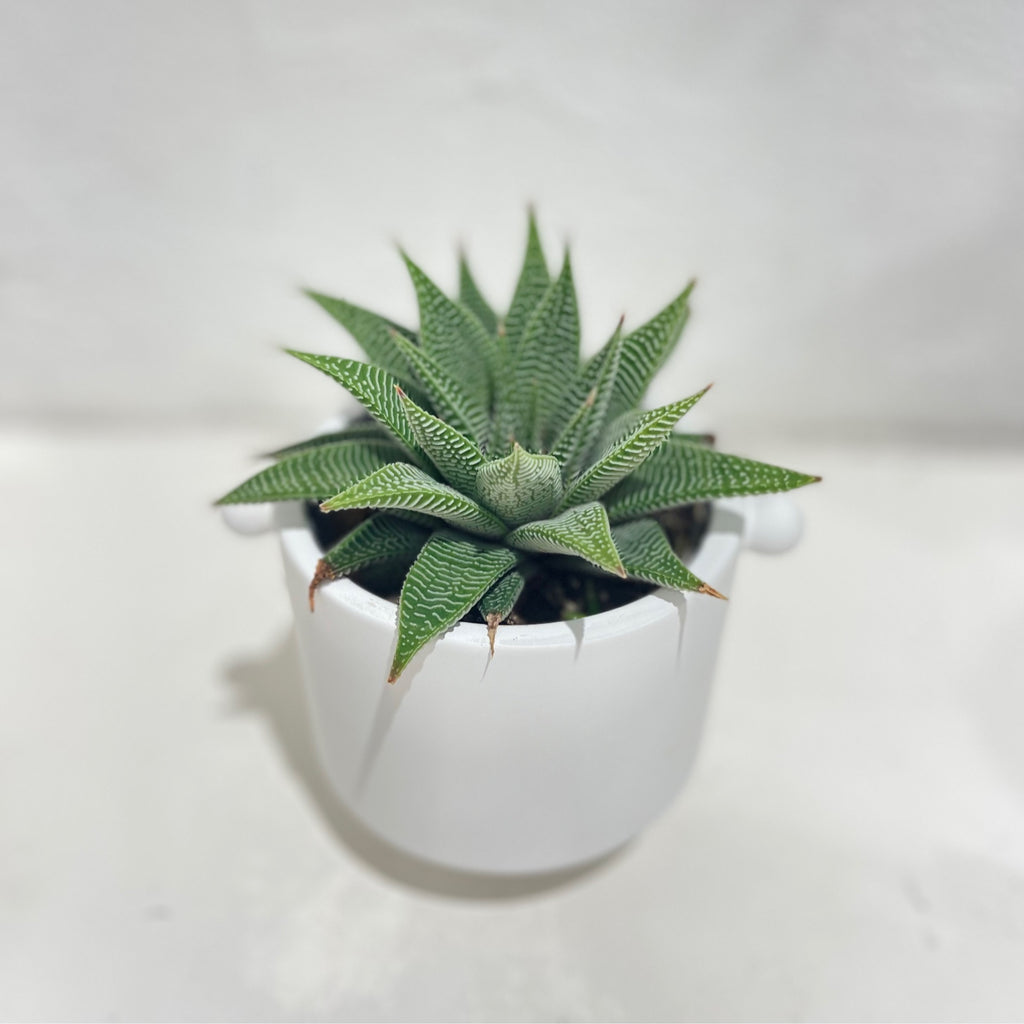 Haworthia - succulent 90mm