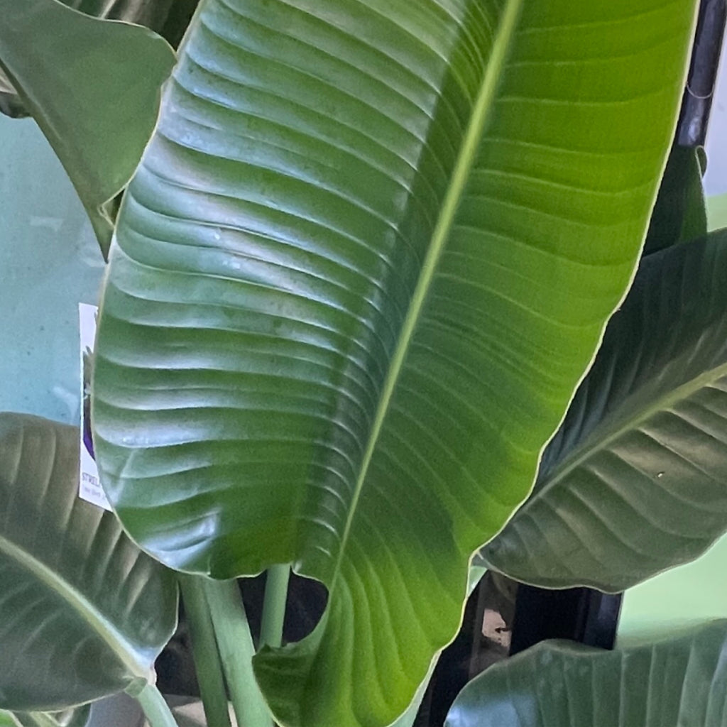Strelitzia nicolai - Giant Bird of Paradise