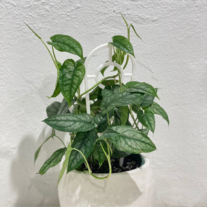 Monstera siltepecana - 140mm pot