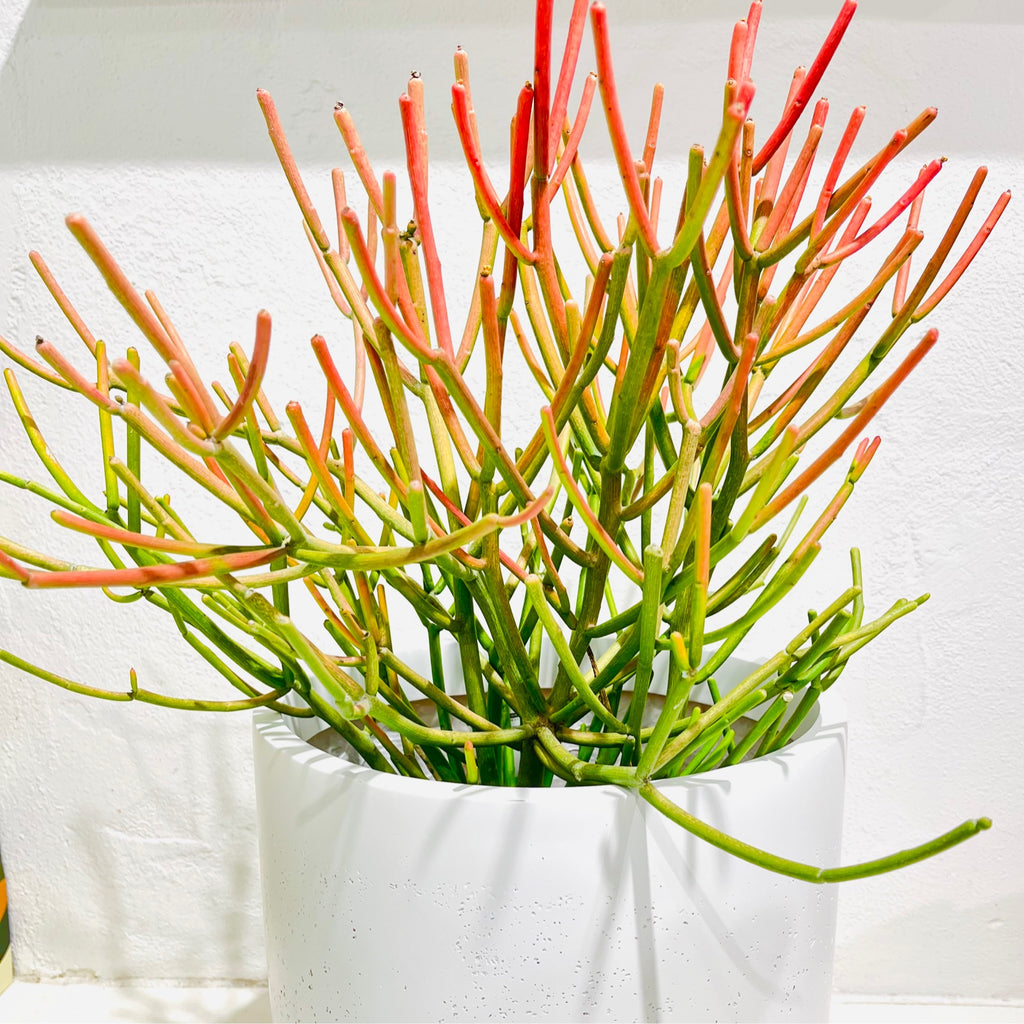 Euphorbia tirucalli - Firesticks