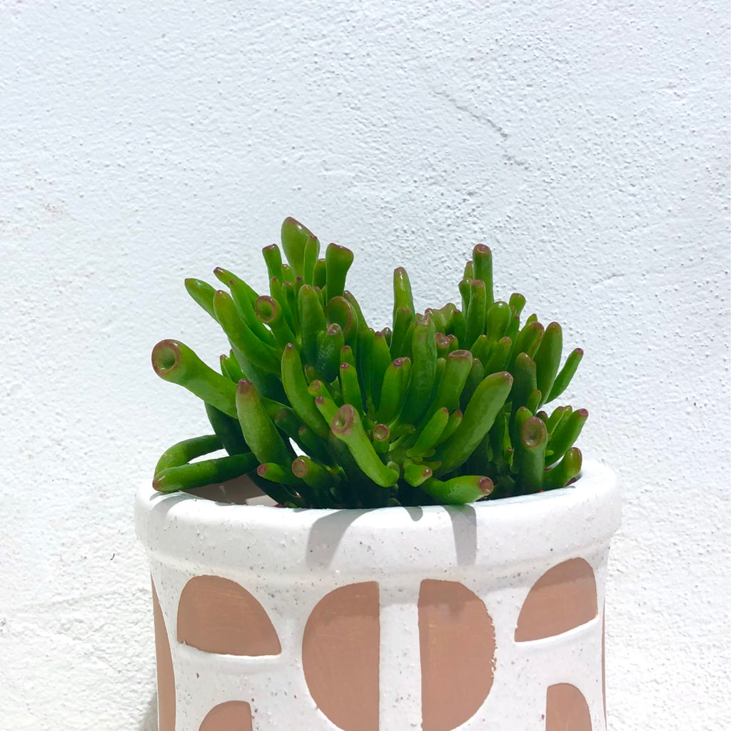 Crassula ovata ‘Gollum’