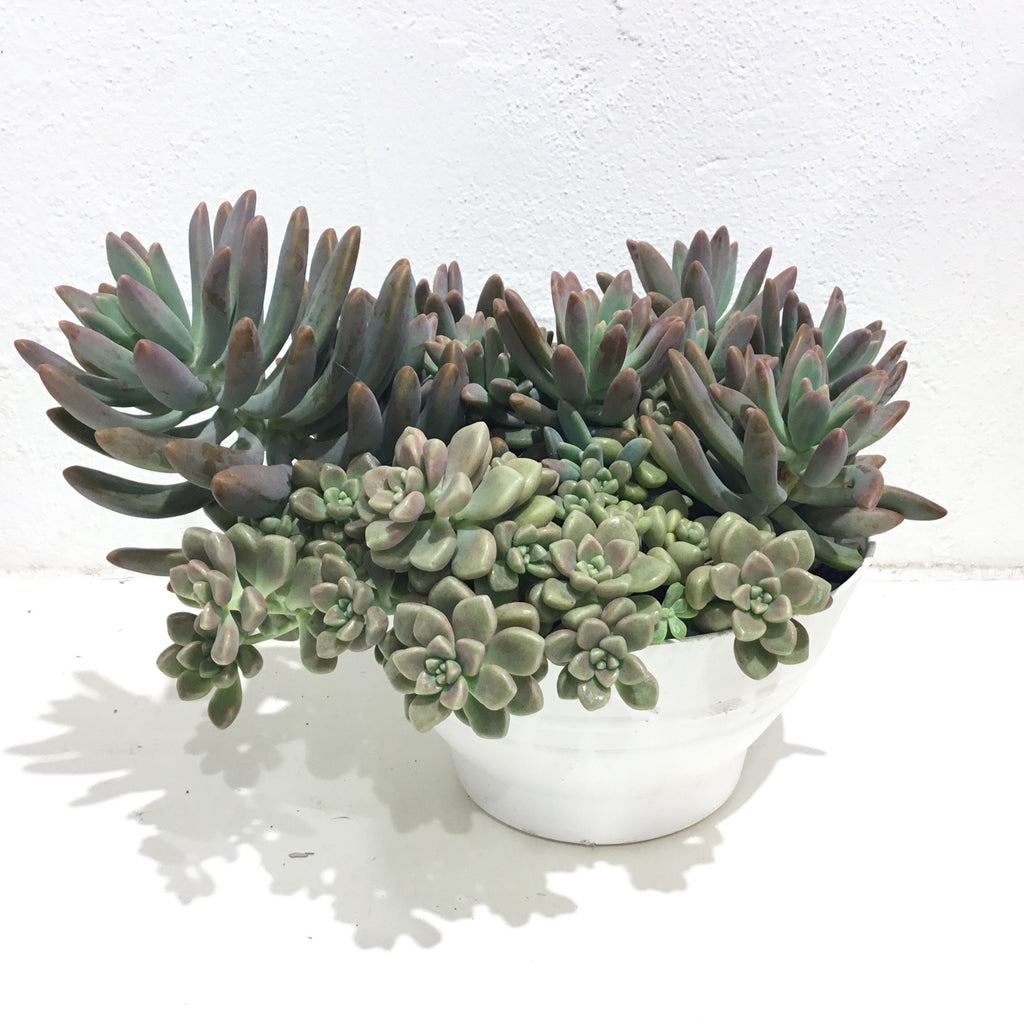 Succulent Bowls