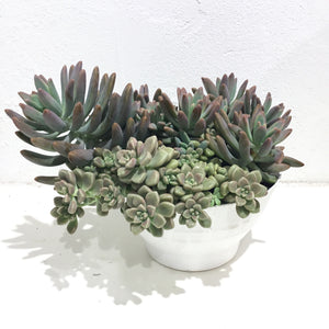 Succulent Bowls