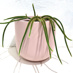 Aporocactus flagelliformi - hanging cactus - 200H
