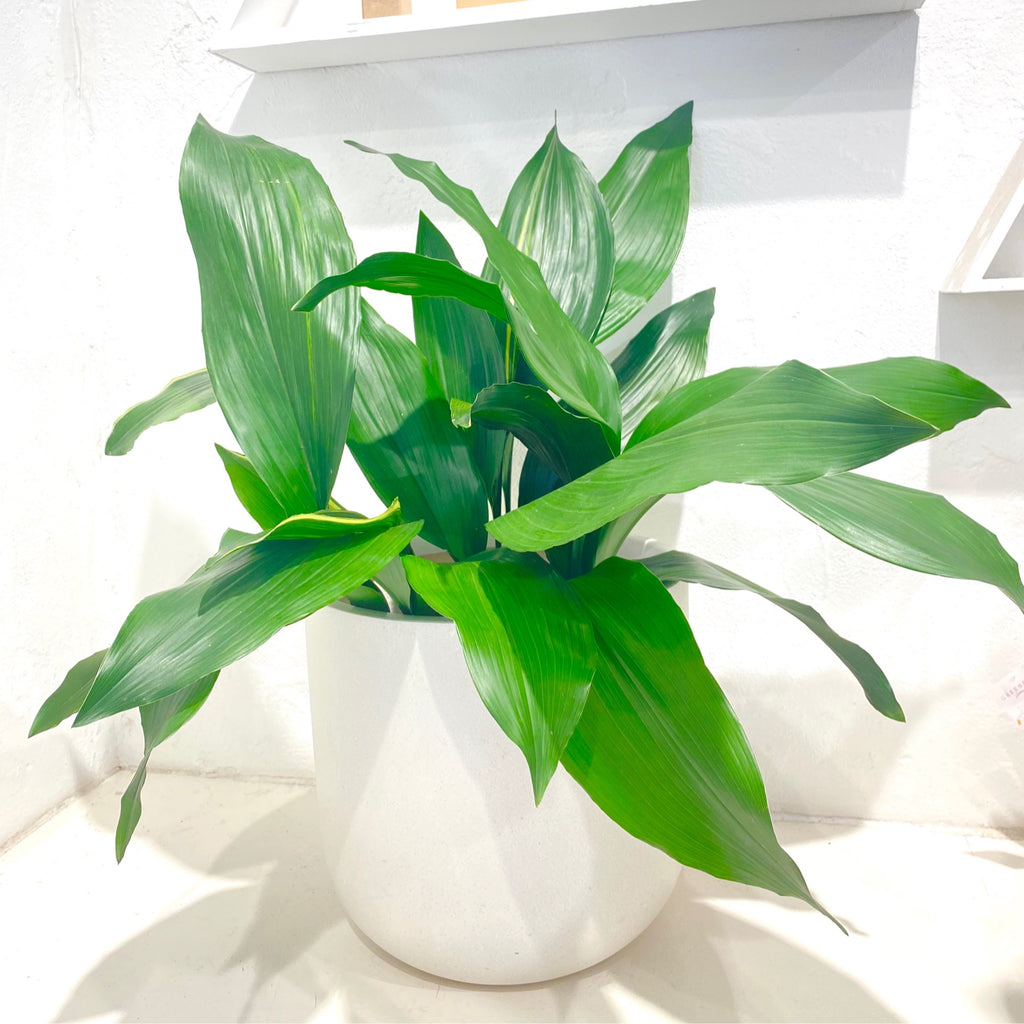 Aspidistra elatior