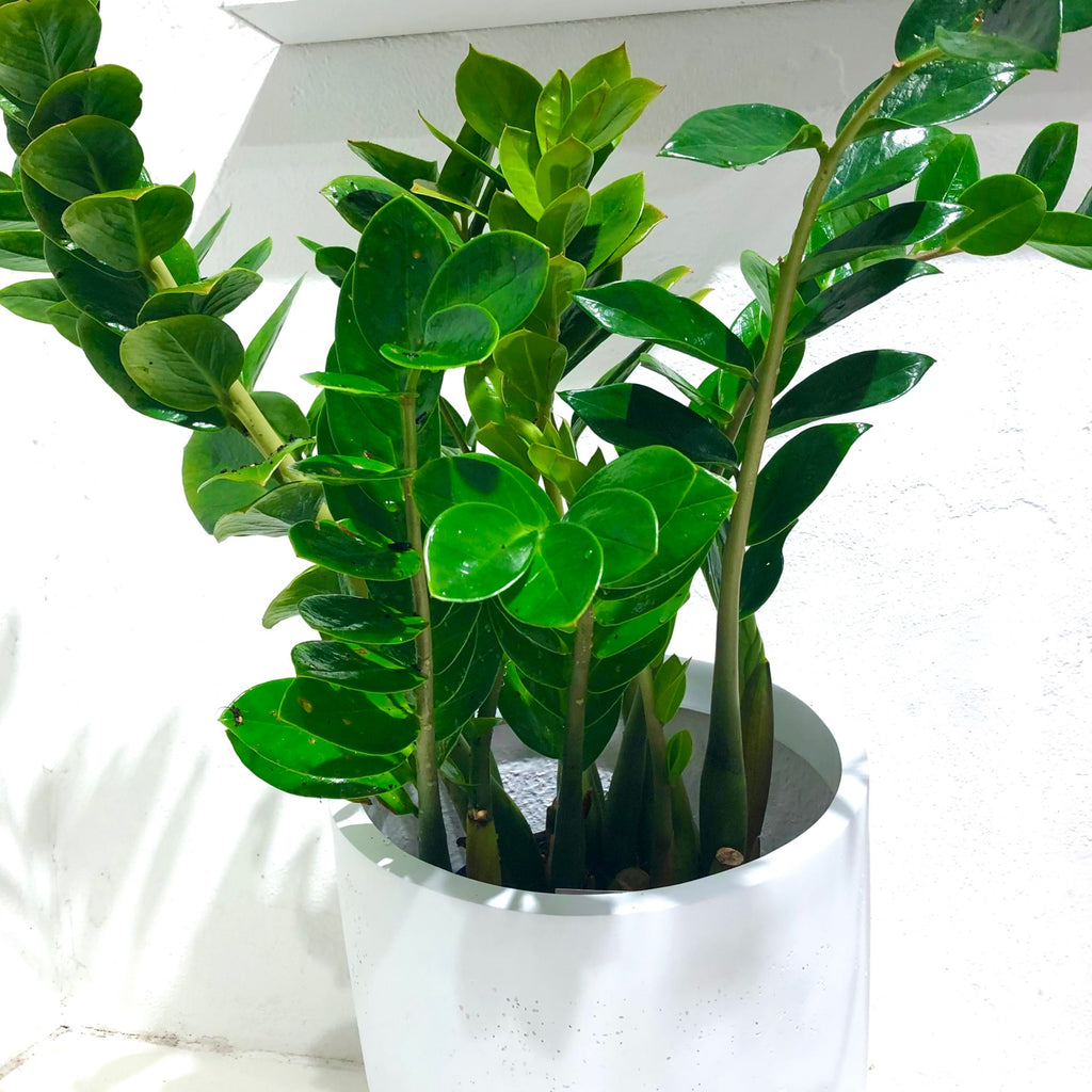 Zamioculcas zamiifolia “Zanzibar Gem”