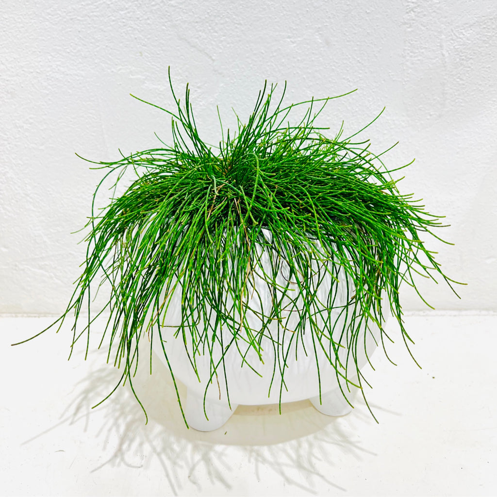 Casuarina glauca - Cousin It