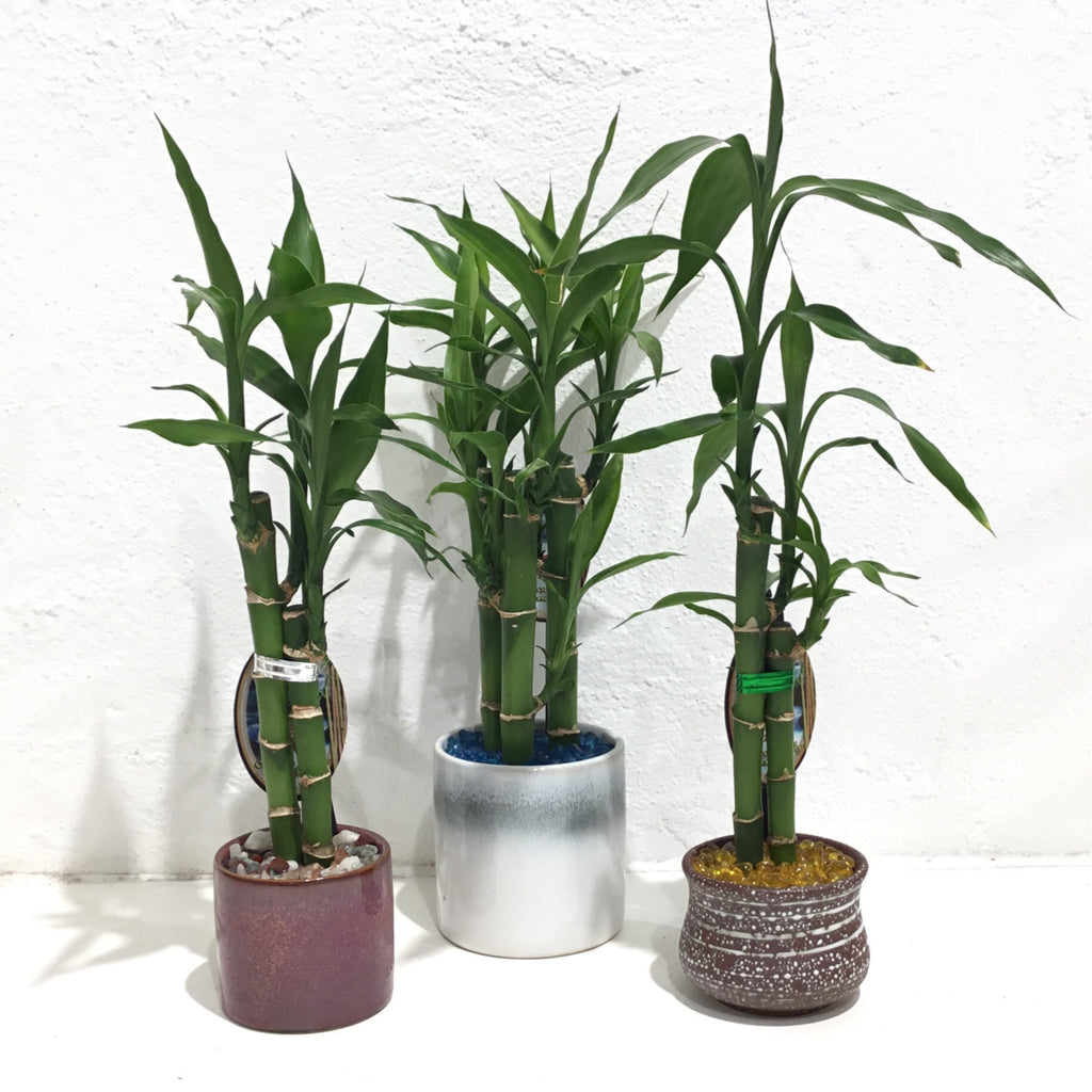 Lucky bamboo in ceramic pot