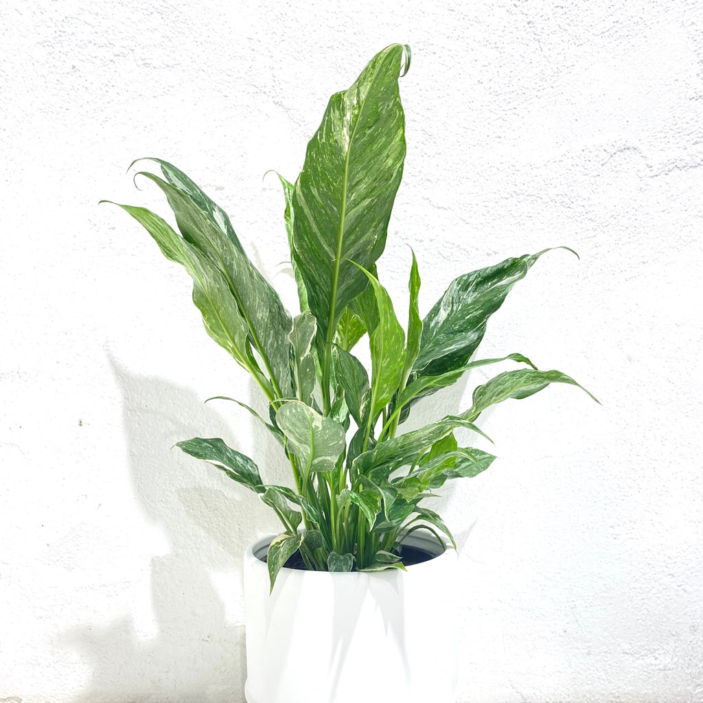 Spathiphyllum ‘Domino’