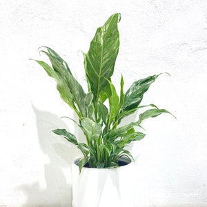 Spathiphyllum ‘Domino’