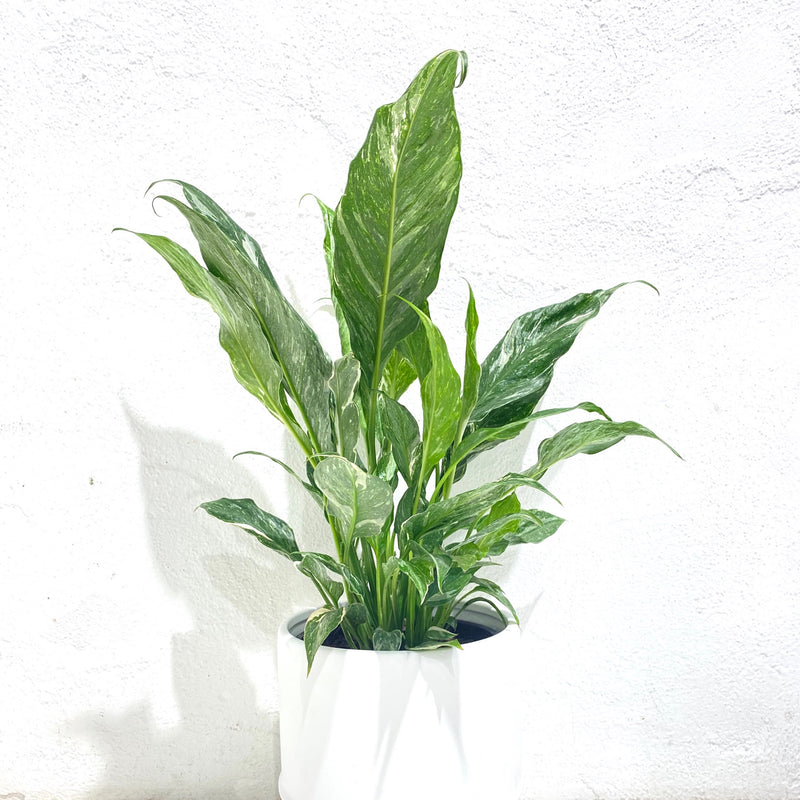 Spathiphyllum ‘Domino’
