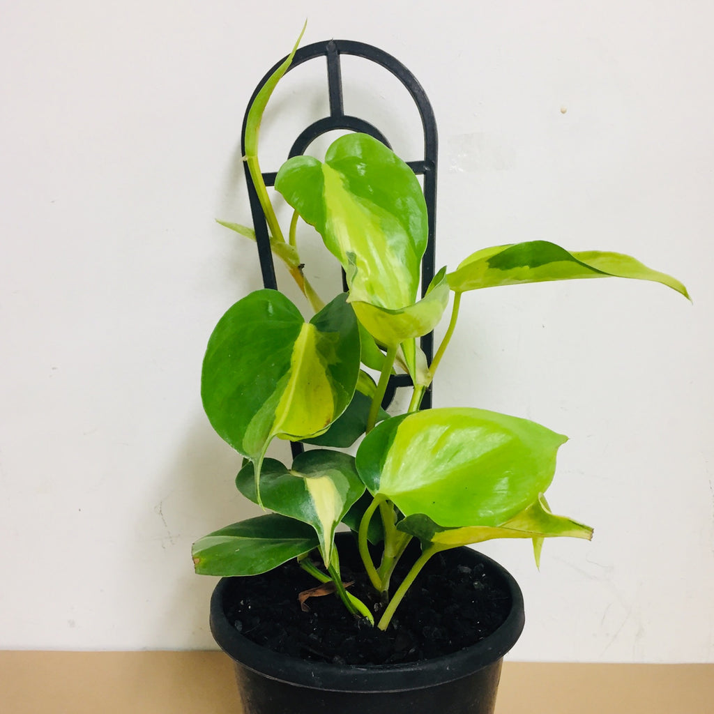 Philodendron ‘Brasil’