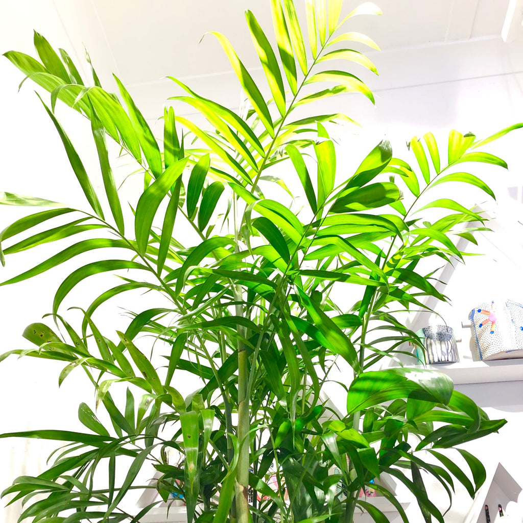 Chamaeodora seifrizii - Bamboo Palm