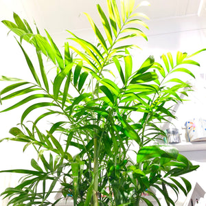 Chamaeodora seifrizii - Bamboo Palm
