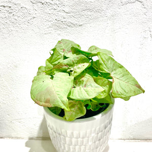 Syngonium ‘confetti’