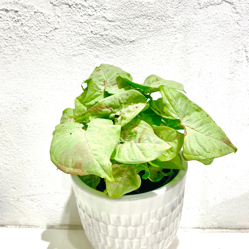 Syngonium ‘confetti’
