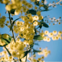Native Seeds - Acacia cardiophylla ‘Wyalong Wattle’