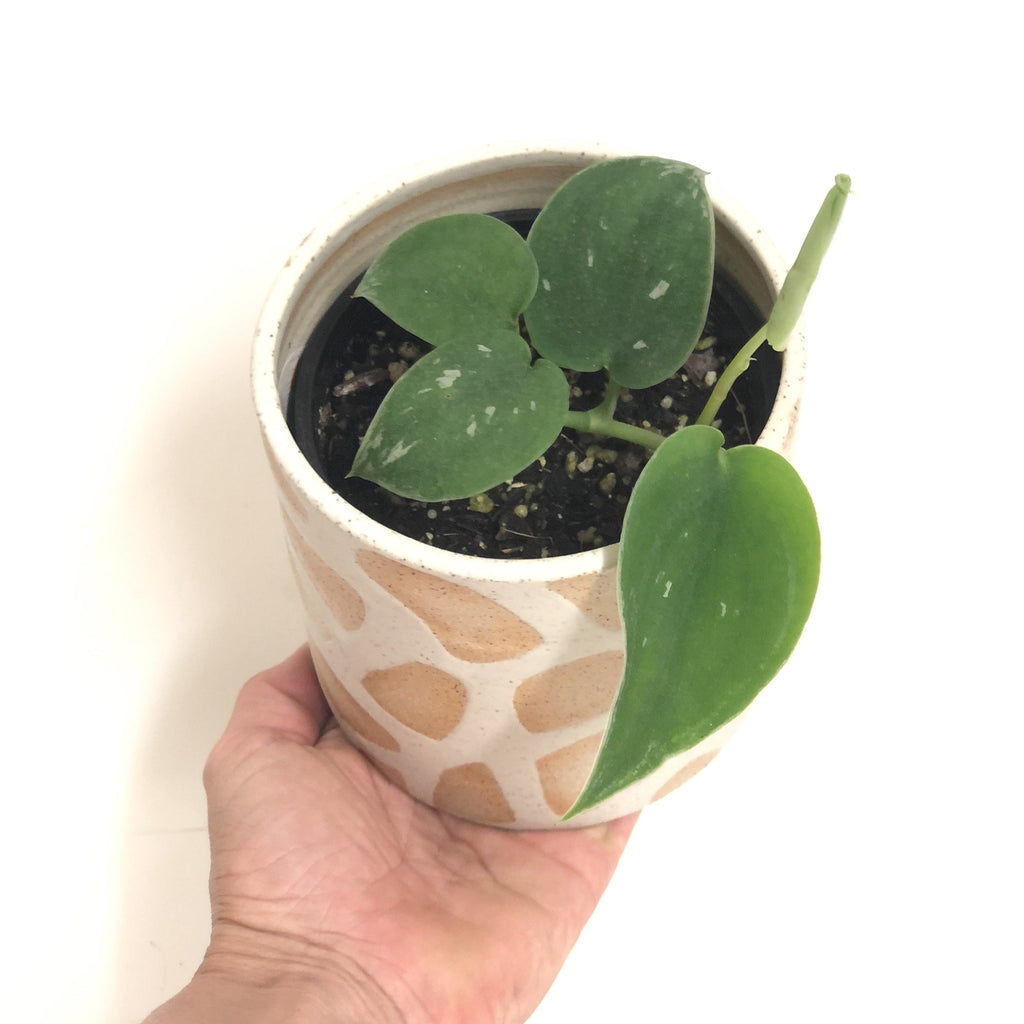 Scindapsus pictus ‘Satin Pothos’