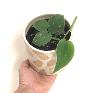 Scindapsus pictus ‘Satin Pothos’