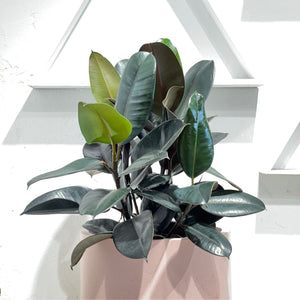 Ficus elastica “Burgundy”