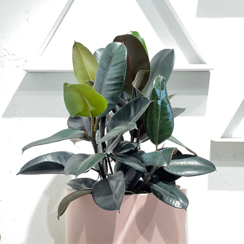 Ficus elastica “Burgundy”