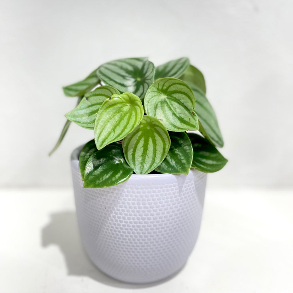 Peperomia argyreia ‘Melon Peru’ PBR