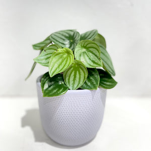 Peperomia argyreia ‘Melon Peru’ PBR