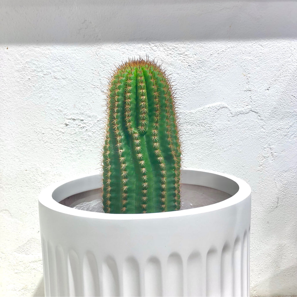 Echinopsis schickendantzii