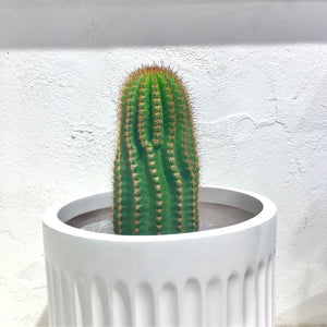 Echinopsis schickendantzii