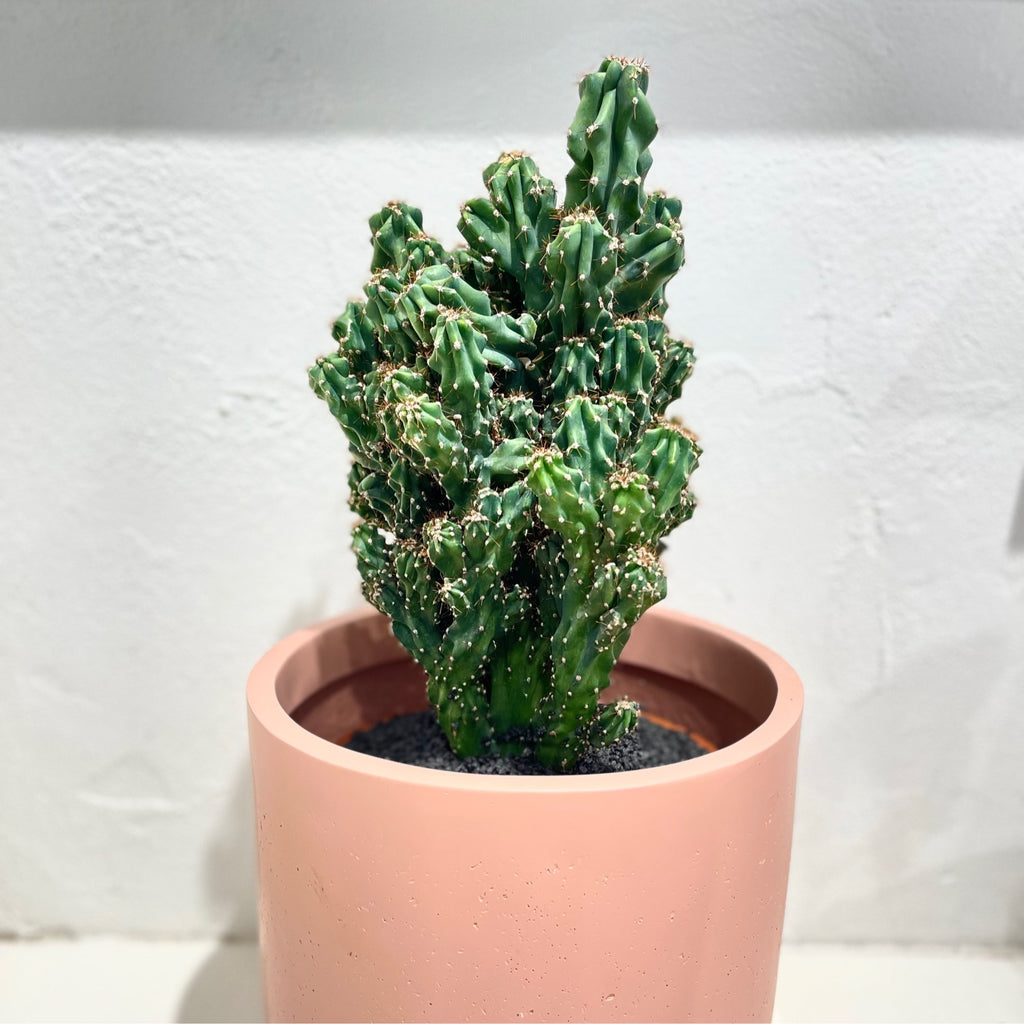 Cereus monstrose - Cactus