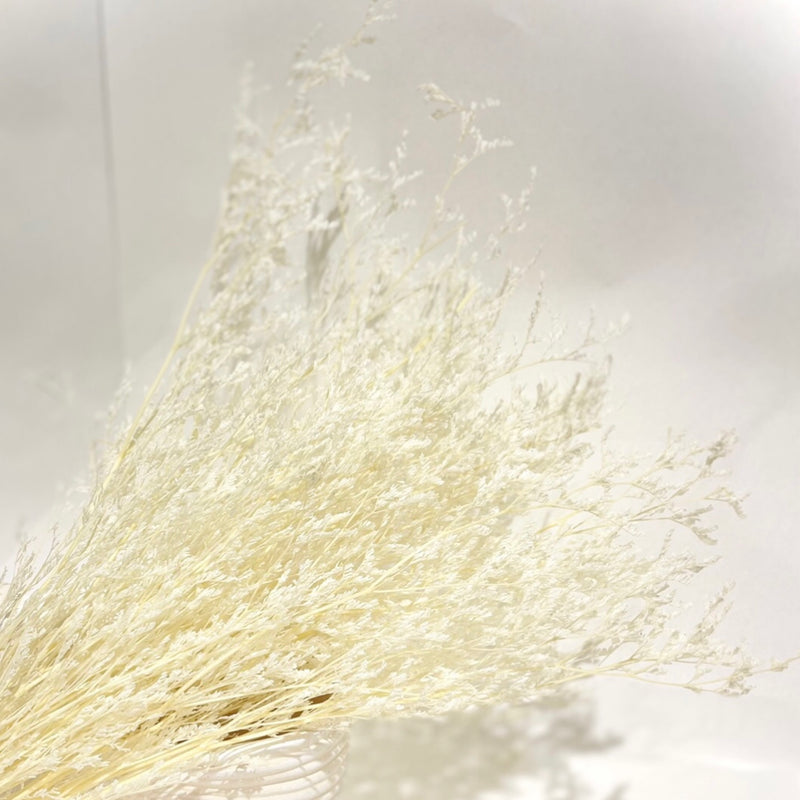 Preserved Sea Lavender - White/Cream