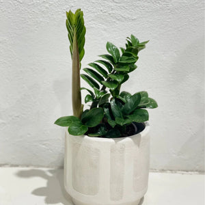 Zamioculcas zamiifolia “Zenzii”- dwarf